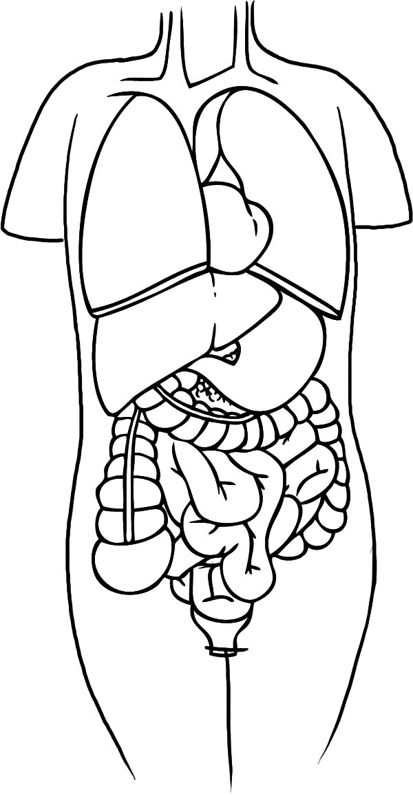Body Organs Lungs Pages Coloring Pages