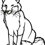 Fox, Alpha Male Fox Coloring Pages: Alpha Male Fox Coloring Pages