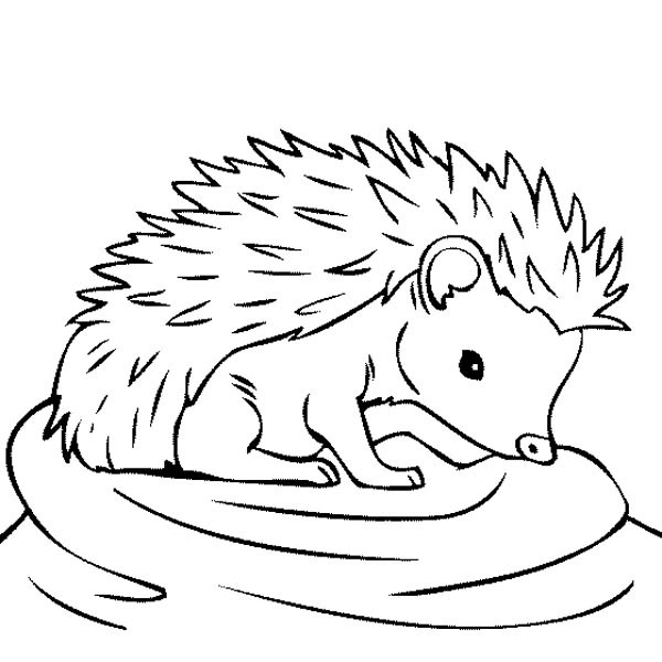 Hedgehogs, : Baby Hedgehog Feeling Thirsty Coloring Pages
