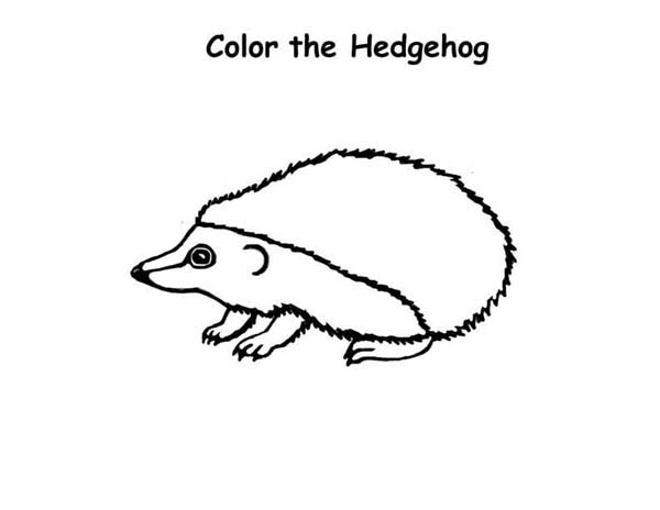 Hedgehogs, : Drawing a Hedgehog Colouring Pages