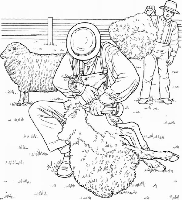 Farm Life, : Farm Life Coloring Pages Shaving Sheep for Furr