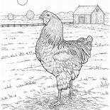 Farm Life, Farm Life Coloring Pages A Big Fat Hen: Farm Life Coloring Pages a Big Fat Hen