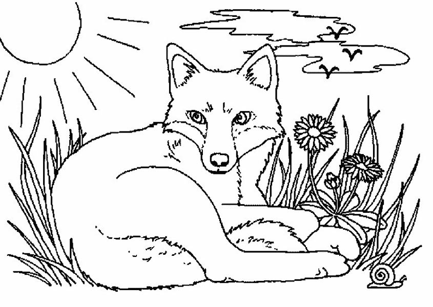 Fox, : Fox Rest Before Hunting Coloring Pages