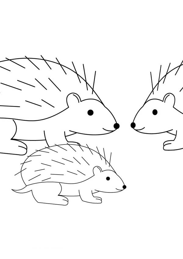 Hedgehogs, : Hedgehog Family Coloring Pages