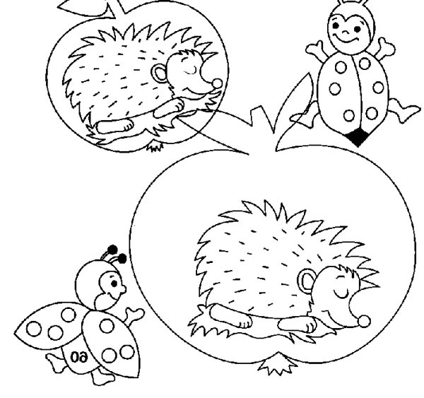 Hedgehogs, : Hedgehog Sleeping Inside an Apple Colouring Pages