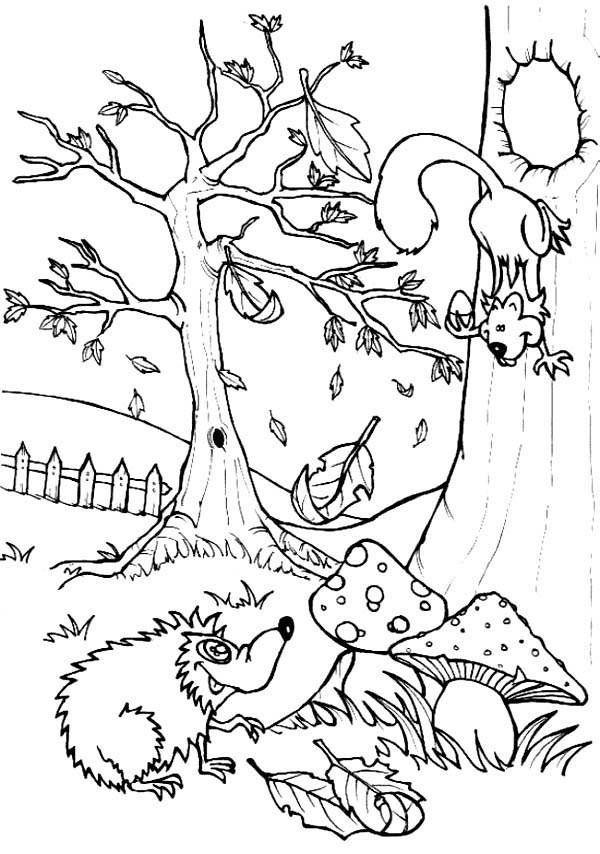 Hedgehogs, : Hedgehog Talking to Squirrel Colouring Pages
