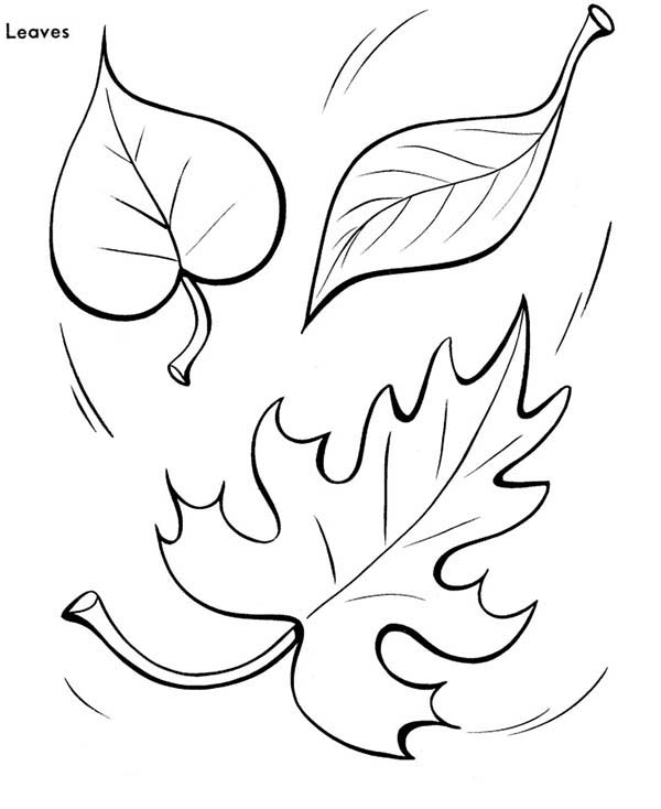 Leaves, : Autumn Leaves Coloring Pages