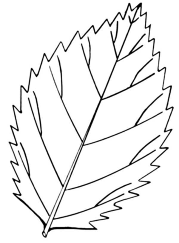 Leaves, : Autumn Leaves Falling Coloring Pages