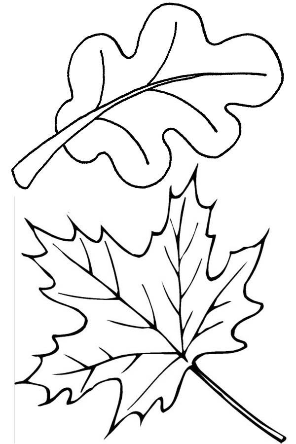 Leaves, : How to Draw Leaves Coloring Pages