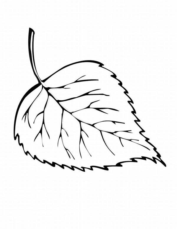 Leaves, : Leaves from Autumn Coloring Pages