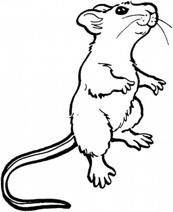 Mouse and Rat, : Mouse and Rat Smelling Food in Distance Coloring Pages