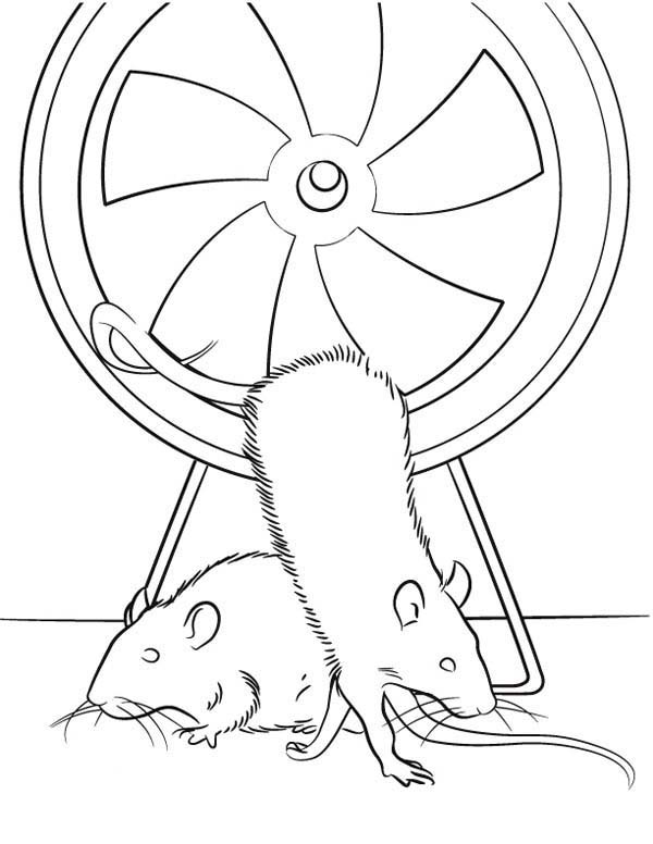 Mouse and Rat, : Mouse and Rat in Exercise Wheel Coloring Pages