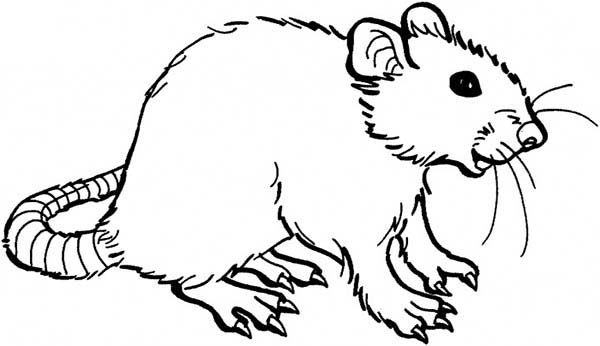 Mouse and Rat, : Mouse and Rat is Smiling Coloring Pages