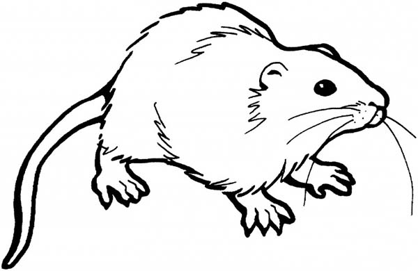 Mouse and Rat, : Mustache of Mouse and Rat Coloring Pages