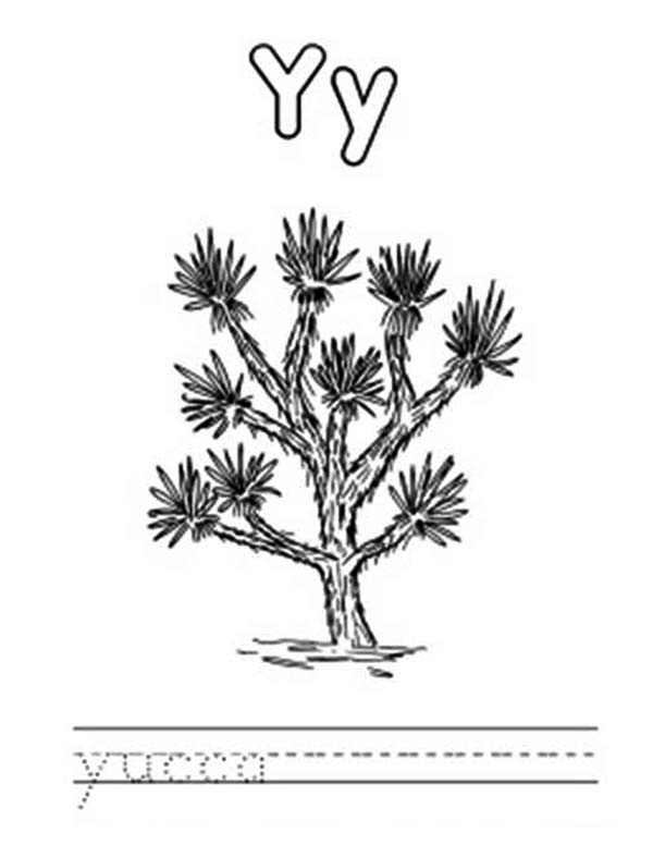 Letter Y, : Letter Y is for Yucca Coloring Page