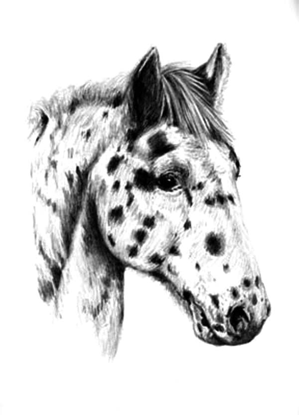 Appalooshorse, : Appalooshorse Head Coloring Pages