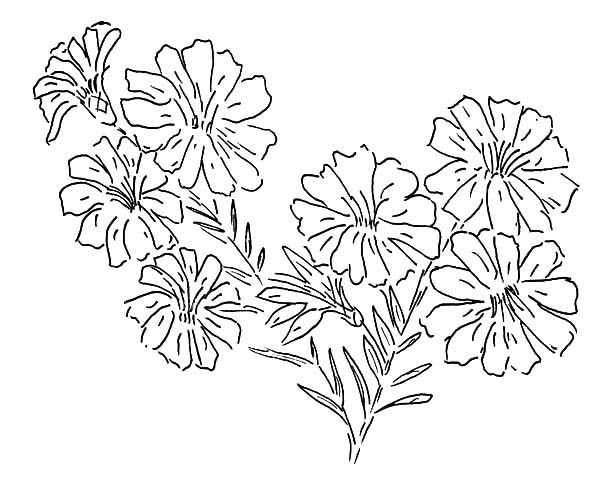 Aster Flower, : Aster Flower Painting Coloring Pages