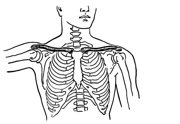 Anatomi, : Collar Bone from Bone Anatomi Coloring Pages