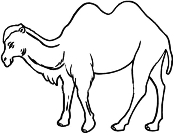 Bactria Camel, : How to Draw Bactria Camel Coloring Pages