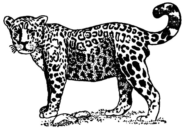 Jaguar, : Jaguar Coloring Pages
