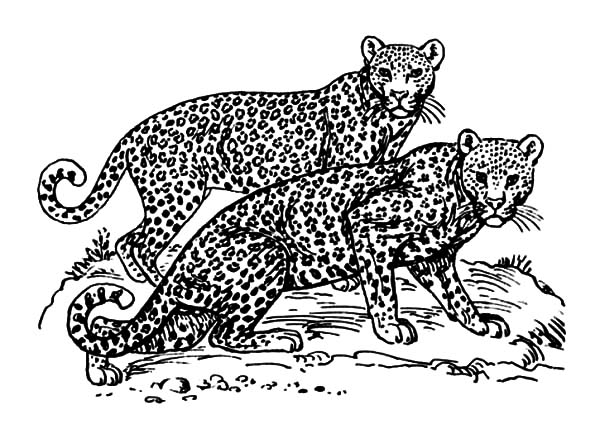 Jaguar, : Jaguar Couple Coloring Pages