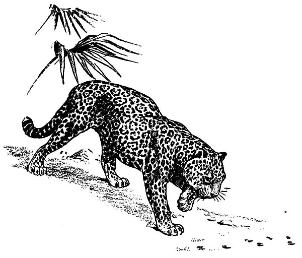 Jaguar, : Jaguar Tracing Trail Coloring Pages