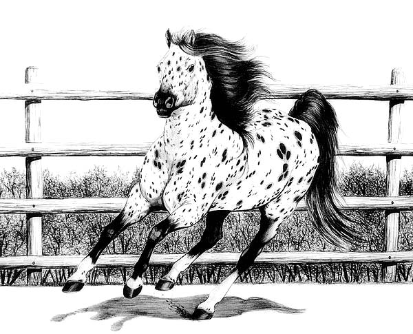 Appalooshorse, : Leopard Appalooshorse Loping Coloring Pages