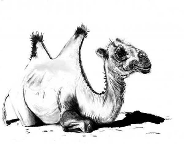 Bactria Camel, : Sketch of Bactria Camel Coloring Pages