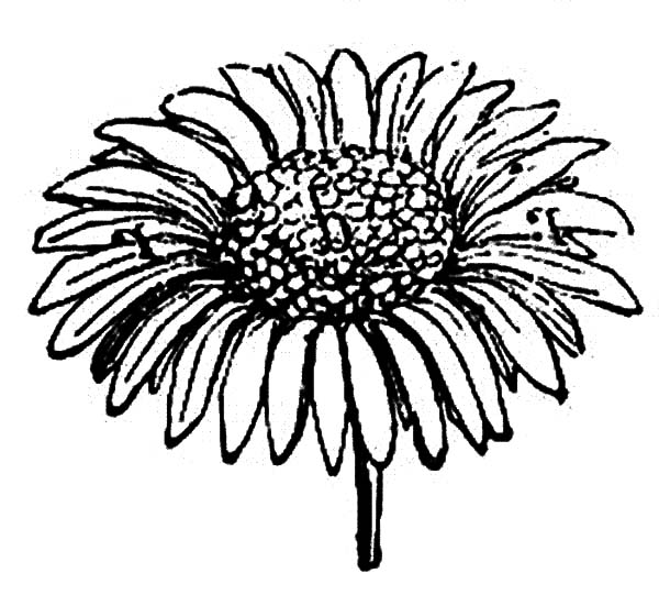 Aster Flower, : Sprig of Aster Flower Coloring Pages