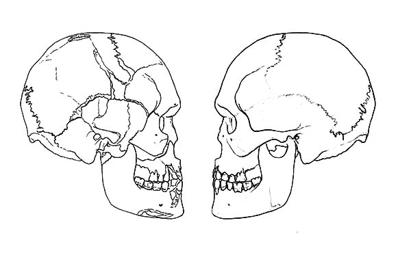 Anatomi, : The Human Skull Anatomi Coloring Pages
